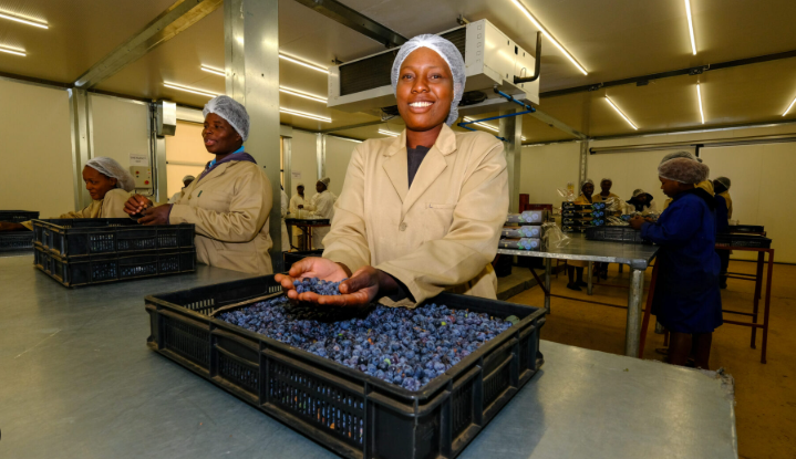 photo courtesy- Lauetta Farm, Zimbabwe