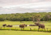 Hwange Safari Lodge