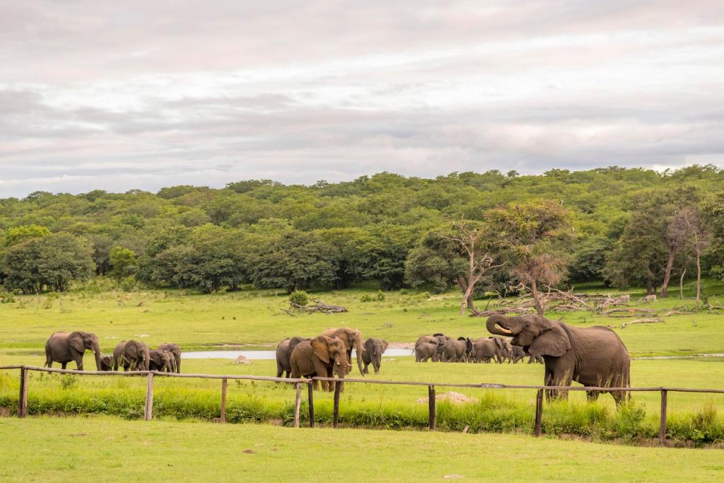 Hwange Safari Lodge